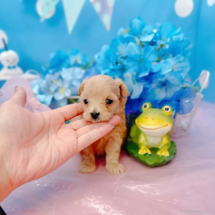 ID:2406-04926の子犬