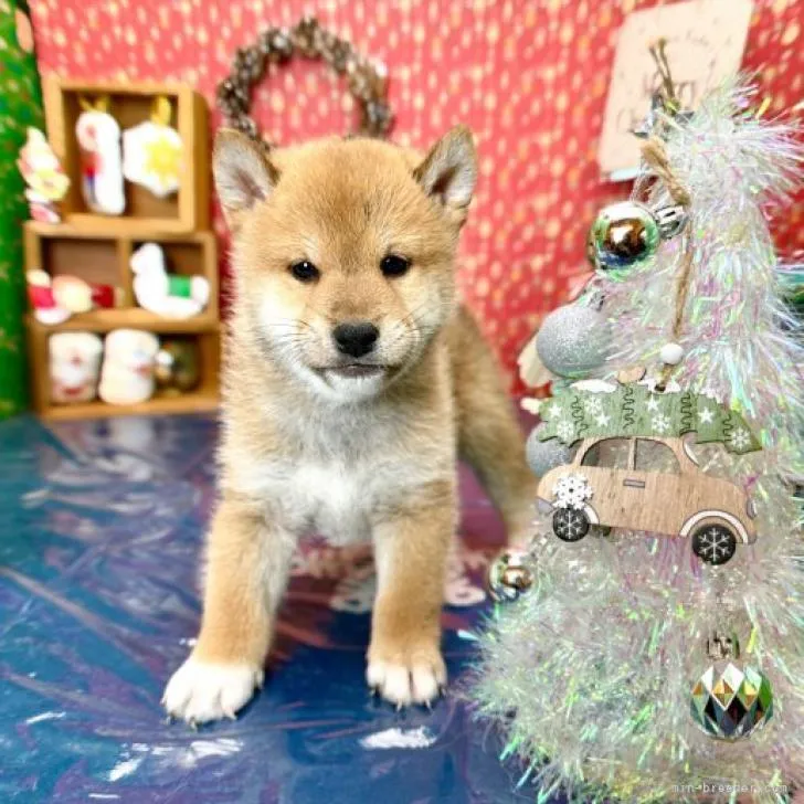 ID:2211-04707の子犬