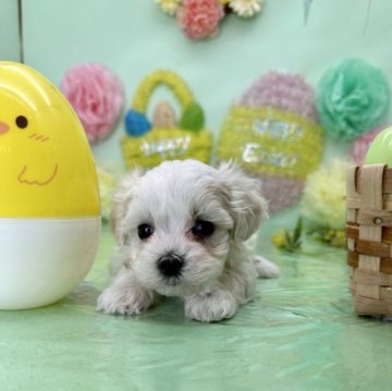 マルチーズ【福岡県・女の子・2023年3月19日・ホワイト】の写真「5/15で受付終了！」