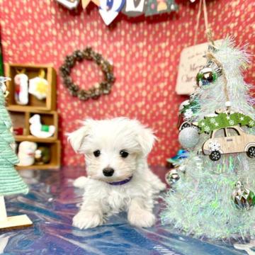 マルチーズ【福岡県・男の子・2022年10月3日・ホワイト】の写真「12月いっぱいで受付終了！マルチーズの男の子♠」