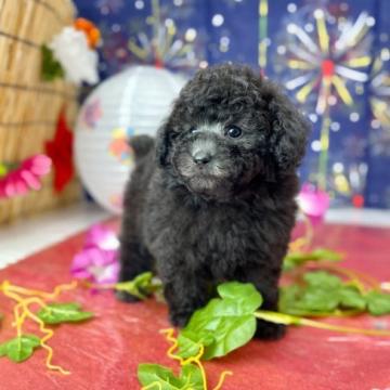 トイプードル(トイ)【福岡県・男の子・2022年7月2日・シルバー】の写真「もふもふ可愛い良血統のシルバーの男の子です！」