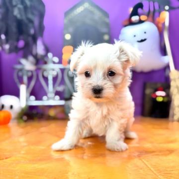 マルチーズ【福岡県・男の子・2022年9月4日・ホワイト】の写真「10/30で受付終了します！良血統の可愛い男の子♧」