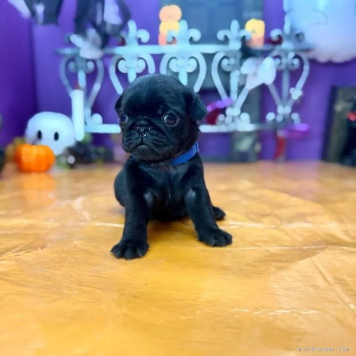 M.E 様のお迎えした子犬