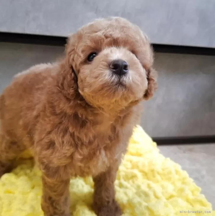 ID:2506-00371の子犬