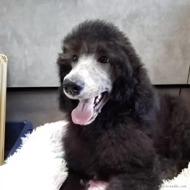 スタンダードプードル【群馬県・男の子・2025年9月1日・シルバー】の写真1「もりもり食べます」