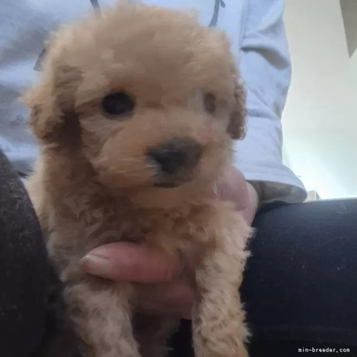 ID：2503-00821の子犬