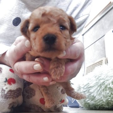 タイニープードル【群馬県・男の子・2025年12月3日・アプリコット】の写真「小さめの男の子です☺️」
