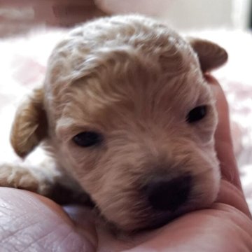 ビションプー(ビションフリーゼ×トイプードル)【群馬県・女の子・2025年11月23日・アプリコット】の写真「これからかわいくなります💚」