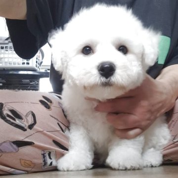 ビションフリーゼ【群馬県・男の子・2025年6月11日・ホワイト】の写真「とても足の短いイケワンです❕」