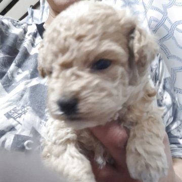 ビションプー(ビションフリーゼ×トイプードル)【群馬県・女の子・2025年9月29日・アプリコット&ホワイト】の写真「くるくるまきまきのかわいこちゃん💗」