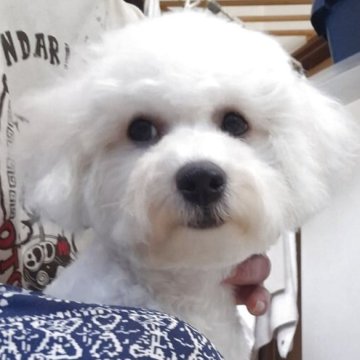 ビションフリーゼ【群馬県・女の子・2025年6月11日・ホワイト】の写真「健康診断異常なしです❕涙やけもなく真っ白できれい」