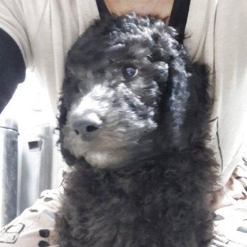 スタンダードプードル【群馬県・男の子・2025年9月1日・シルバー】の写真「あごにホワイト💗きゅんです🐾」