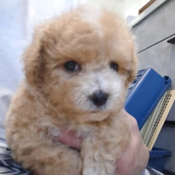 ビションプー(ビションフリーゼ×トイプードル)【群馬県・男の子・2025年9月29日・アプリコット&ホワイト】の写真「くるくるまきまきのかわいこちゃん💗」