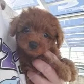 トイプードル(トイ)