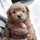 タイニープードル