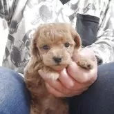 タイニープードル