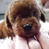 トイプードル(トイ)