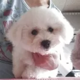 ビションフリーゼ