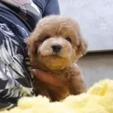 タイニープードル