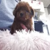 トイプードル(トイ)