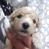 ビションプー(ビションフリーゼ×トイプードル)【群馬県・女の子・2025年9月29日・アプリコット&ホワイト】の写真1