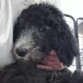 スタンダードプードル