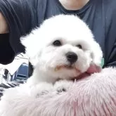 ビションフリーゼ