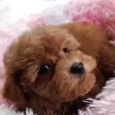 タイニープードル
