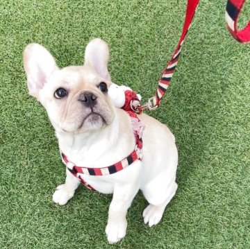 フレンチブルドッグ【山口県・女の子・2025年7月16日・クリーム】の写真「とてもお茶目な女の子」