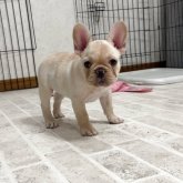 フレンチブルドッグ
