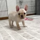 フレンチブルドッグ