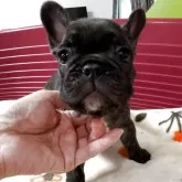 フレンチブルドッグ