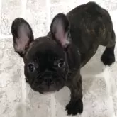 フレンチブルドッグ