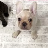 フレンチブルドッグ