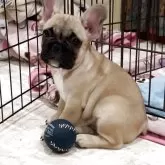 フレンチブルドッグ