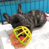 フレンチブルドッグ