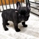フレンチブルドッグ