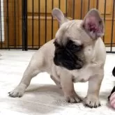 フレンチブルドッグ