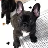 フレンチブルドッグ【山口県・女の子・2025年8月1日・ブリンドル】の写真1