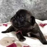 フレンチブルドッグ