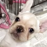 フレンチブルドッグ