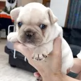 フレンチブルドッグ