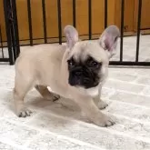 フレンチブルドッグ