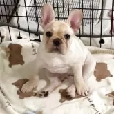 フレンチブルドッグ