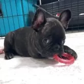 フレンチブルドッグ
