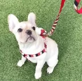 フレンチブルドッグ