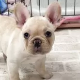 フレンチブルドッグ