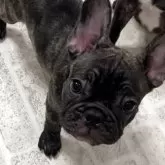 フレンチブルドッグ