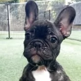 フレンチブルドッグ