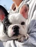 フレンチブルドッグ【山口県・男の子・2024年11月21日・パイド】の写真2